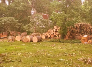 tree removal service